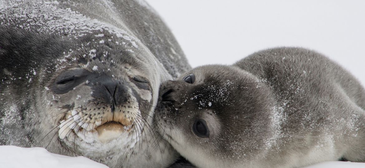 Seal and baby seal