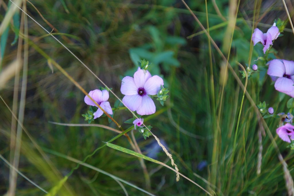 small purple flower and grass