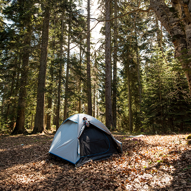 Tent in Forest