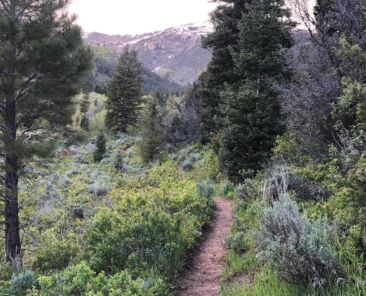 Trail through trees