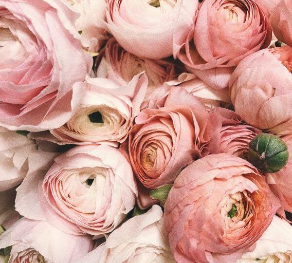 This photo is a closeup of about a dozen peonies in colors ranging from very light pink to dusty rose.