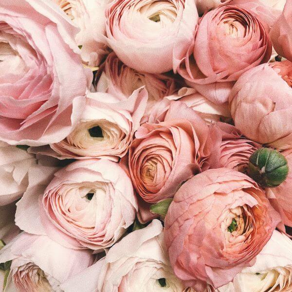 This photo is a closeup of about a dozen peonies in colors ranging from very light pink to dusty rose.