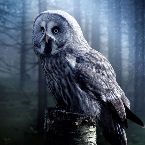 Silverish owl is sitting on stump at night in a forest.