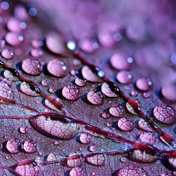Close-up view of a reddish-purple leaf. The veins are scattered with tiny water droplets.